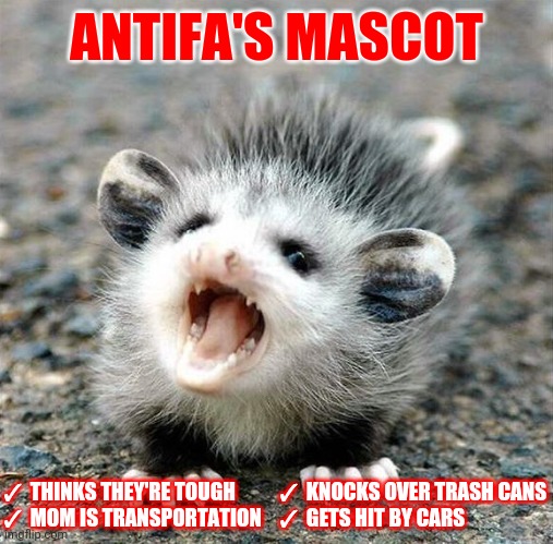 c'mon mom, the riot starts in an hour... | ANTIFA'S MASCOT; ✓  KNOCKS OVER TRASH CANS
✓  GETS HIT BY CARS; ✓  THINKS THEY'RE TOUGH
✓  MOM IS TRANSPORTATION | image tagged in aaaaahhhhh baby opossum,antifa | made w/ Imgflip meme maker