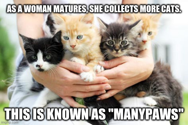 Woman With Cats = Manypaws | AS A WOMAN MATURES, SHE COLLECTS MORE CATS. THIS IS KNOWN AS "MANYPAWS" | image tagged in funny cats,i love cats,catslovers,cat lady | made w/ Imgflip meme maker
