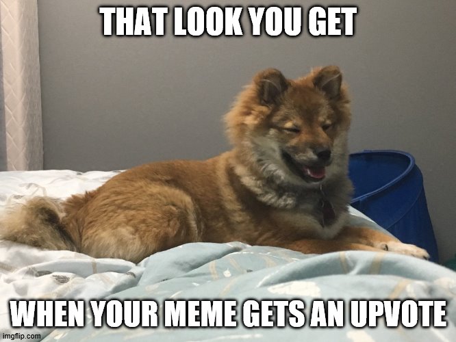 Meme upvote face | THAT LOOK YOU GET; WHEN YOUR MEME GETS AN UPVOTE | image tagged in dogs,upvotes,upvote begging | made w/ Imgflip meme maker