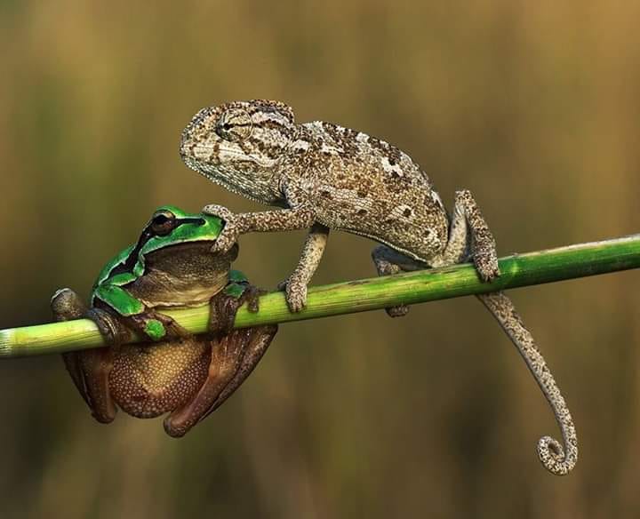 Frog & Chameleon Blank Meme Template