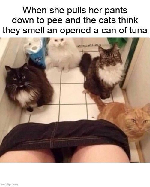 Cat She Pulling Down Pants Smelling Tuna | image tagged in cat she pulling down pants smelling tuna | made w/ Imgflip meme maker
