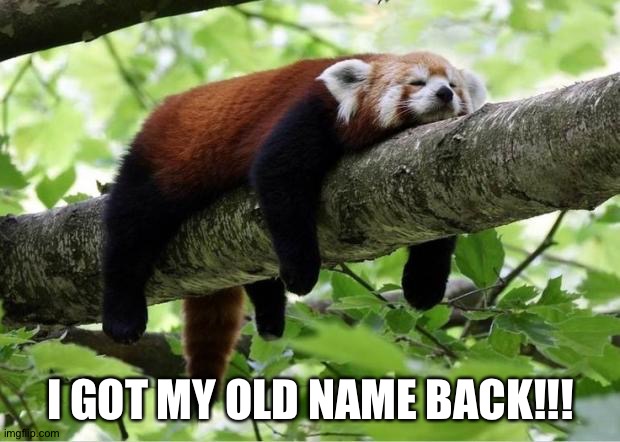 I'm back to being Howdyheyimrei!!!!!! | I GOT MY OLD NAME BACK!!! | image tagged in lazy red panda | made w/ Imgflip meme maker