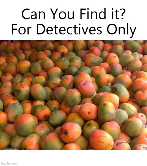  Can You Find it? For Detectives Only; COVELL BELLAMY III | image tagged in can you find it for detectives only | made w/ Imgflip meme maker