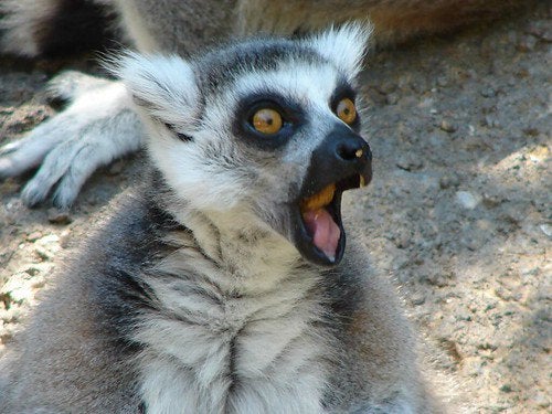 Surprised Lemur Blank Meme Template