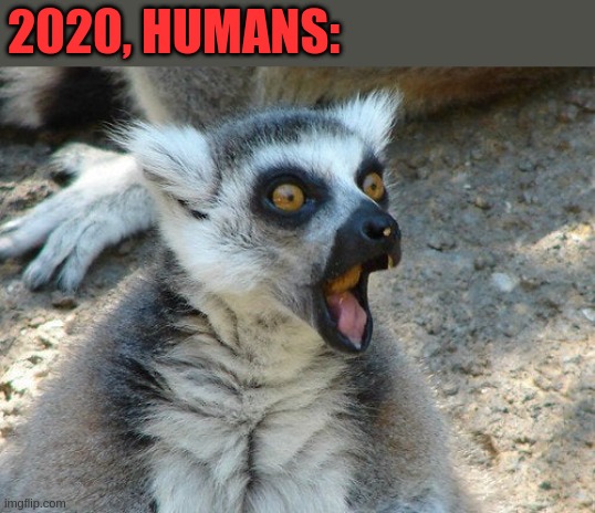 Surprised Lemur |  2020, HUMANS: | image tagged in surprised lemur,lemur,animal,cute,wild,reaction | made w/ Imgflip meme maker