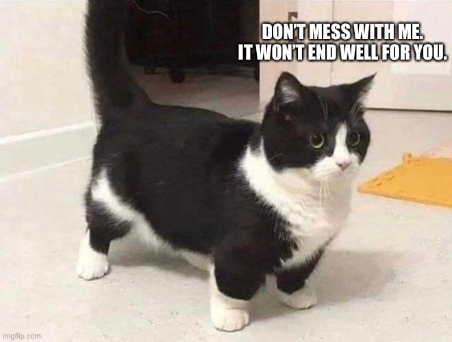 Tough cat | DON’T MESS WITH ME. IT WON’T END WELL FOR YOU. | image tagged in cat,dont mess with me | made w/ Imgflip meme maker