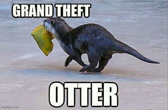 Grand theft otter | image tagged in animals,animal memes,funny,otter,memes | made w/ Imgflip meme maker