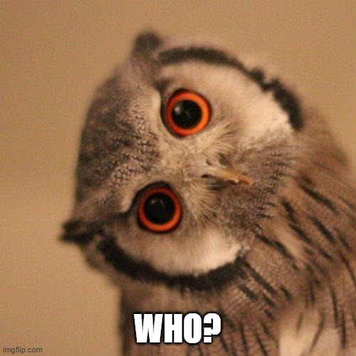 inquisitve owl | WHO? | image tagged in inquisitve owl | made w/ Imgflip meme maker