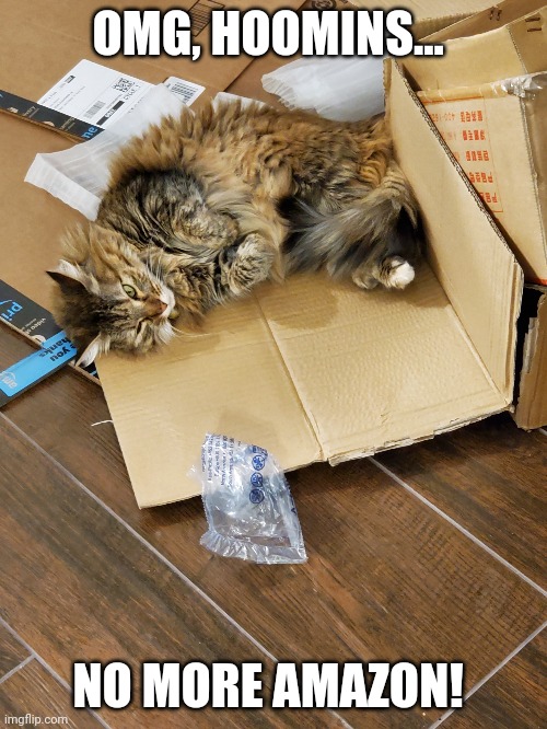 Amazon Cat | OMG, HOOMINS... NO MORE AMAZON! | image tagged in cat,amazon,cats,box,shipping,kitty | made w/ Imgflip meme maker