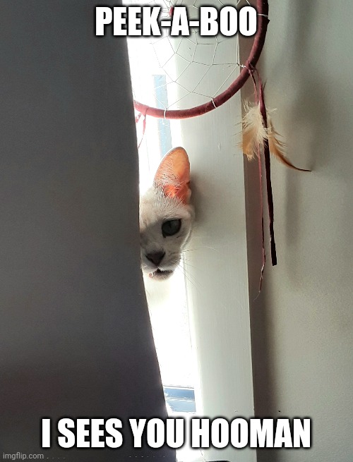 Peek-a-boo | PEEK-A-BOO; I SEES YOU HOOMAN | image tagged in peek-a-boo,funny cats,cats,funny animals | made w/ Imgflip meme maker