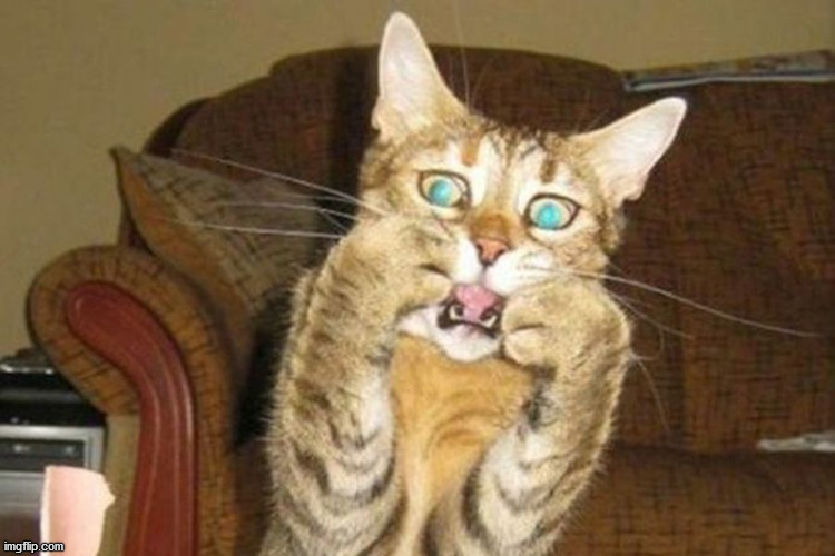 shocked cat | image tagged in shocked cat | made w/ Imgflip meme maker