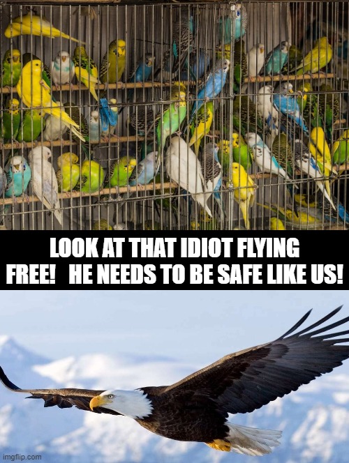 Look at that idiot flying free!   He needs to be safe like us! | LOOK AT THAT IDIOT FLYING FREE!   HE NEEDS TO BE SAFE LIKE US! | image tagged in birds | made w/ Imgflip meme maker