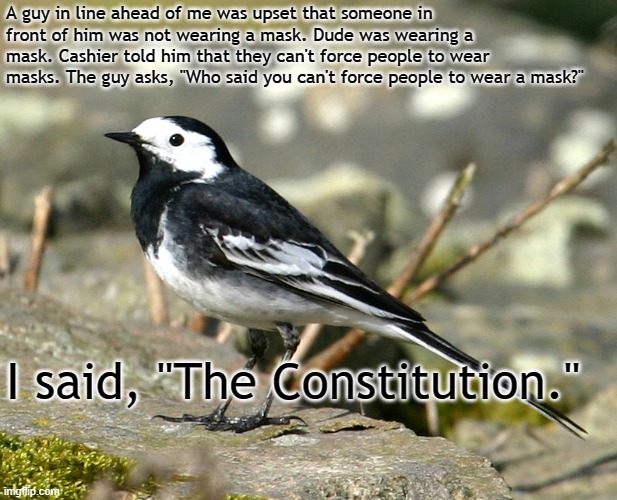 Savage Pied Wagtail | A guy in line ahead of me was upset that someone in front of him was not wearing a mask. Dude was wearing a mask. Cashier told him that they can't force people to wear masks. The guy asks, "Who said you can't force people to wear a mask?"; I said, "The Constitution." | image tagged in savage pied wagtail | made w/ Imgflip meme maker