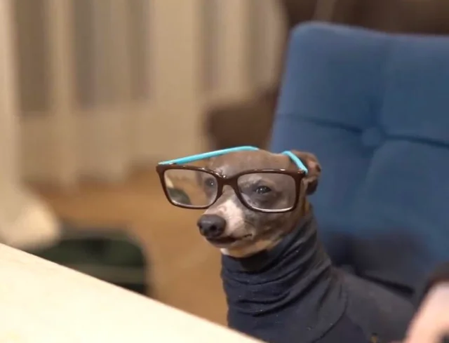 High Quality Dog with Glasses Blank Meme Template