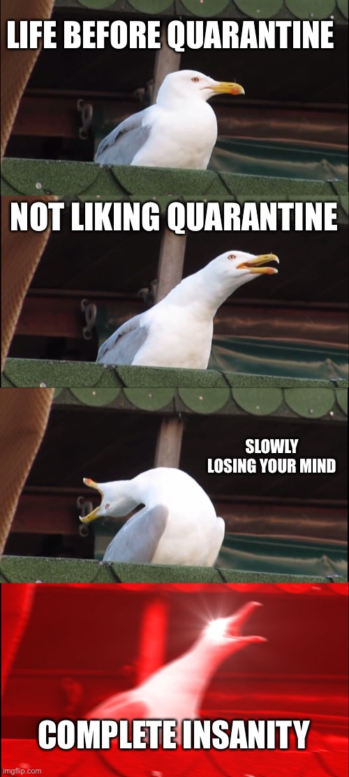 Inhaling Seagull | LIFE BEFORE QUARANTINE; NOT LIKING QUARANTINE; SLOWLY LOSING YOUR MIND; COMPLETE INSANITY | image tagged in memes,inhaling seagull | made w/ Imgflip meme maker