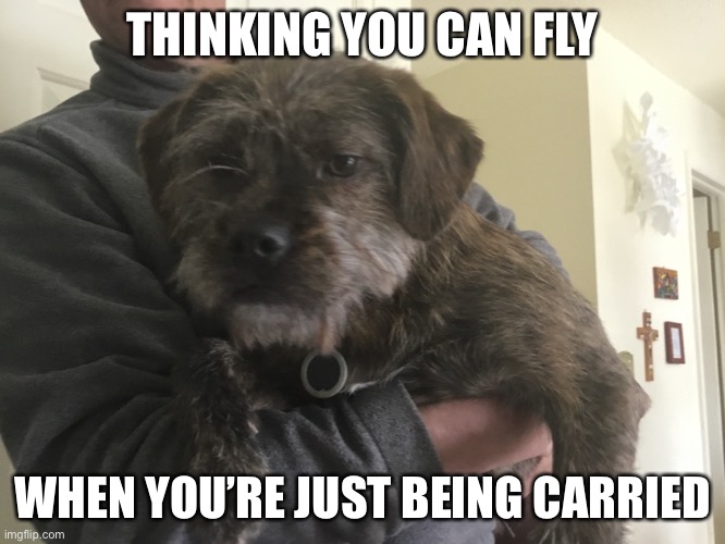 Flying dogs | THINKING YOU CAN FLY; WHEN YOU’RE JUST BEING CARRIED | image tagged in funny memes | made w/ Imgflip meme maker
