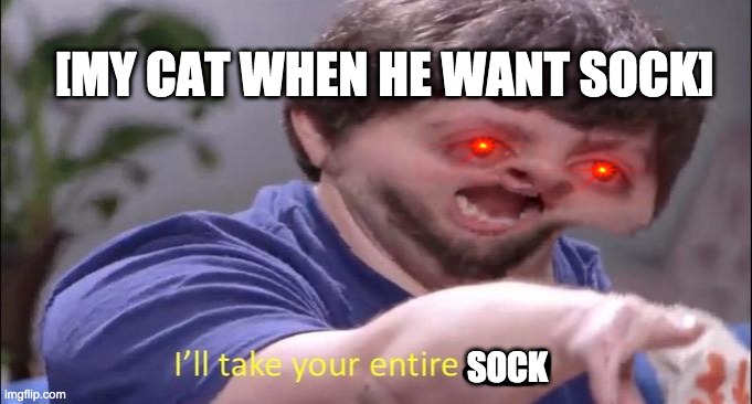 I'll take your entire stock | [MY CAT WHEN HE WANT SOCK]; SOCK | image tagged in ill take your entire stock | made w/ Imgflip meme maker