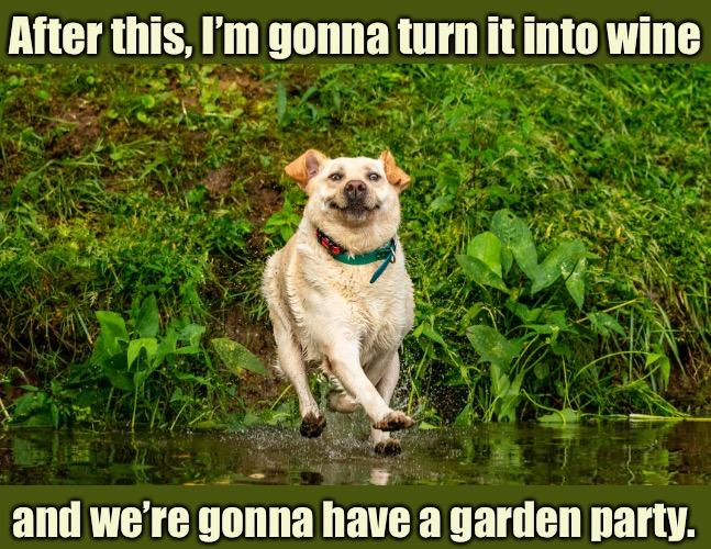 Dog is God Spelled Backwards | After this, I’m gonna turn it into wine; and we’re gonna have a garden party. | image tagged in funny memes,funny dog memes,dogs,funny dogs | made w/ Imgflip meme maker