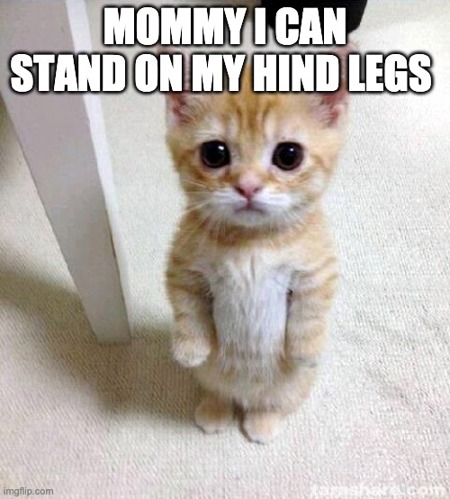 Cute Cat | MOMMY I CAN STAND ON MY HIND LEGS | image tagged in memes,cute cat | made w/ Imgflip meme maker