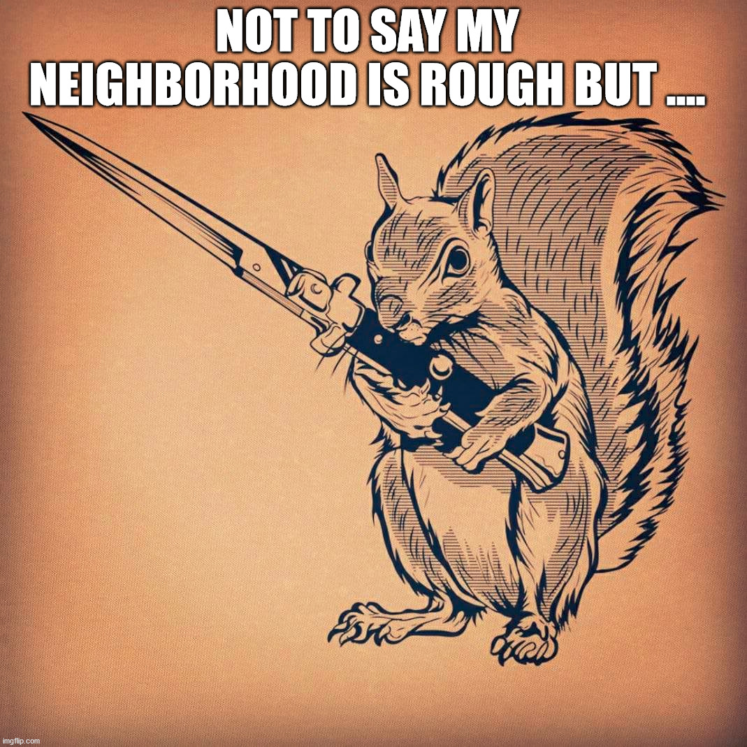 He wanted my nuts | NOT TO SAY MY NEIGHBORHOOD IS ROUGH BUT .... | image tagged in squirrel,how tough are you | made w/ Imgflip meme maker