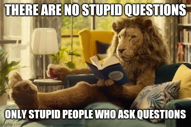 Lion relaxing | THERE ARE NO STUPID QUESTIONS ONLY STUPID PEOPLE WHO ASK QUESTIONS | image tagged in lion relaxing | made w/ Imgflip meme maker