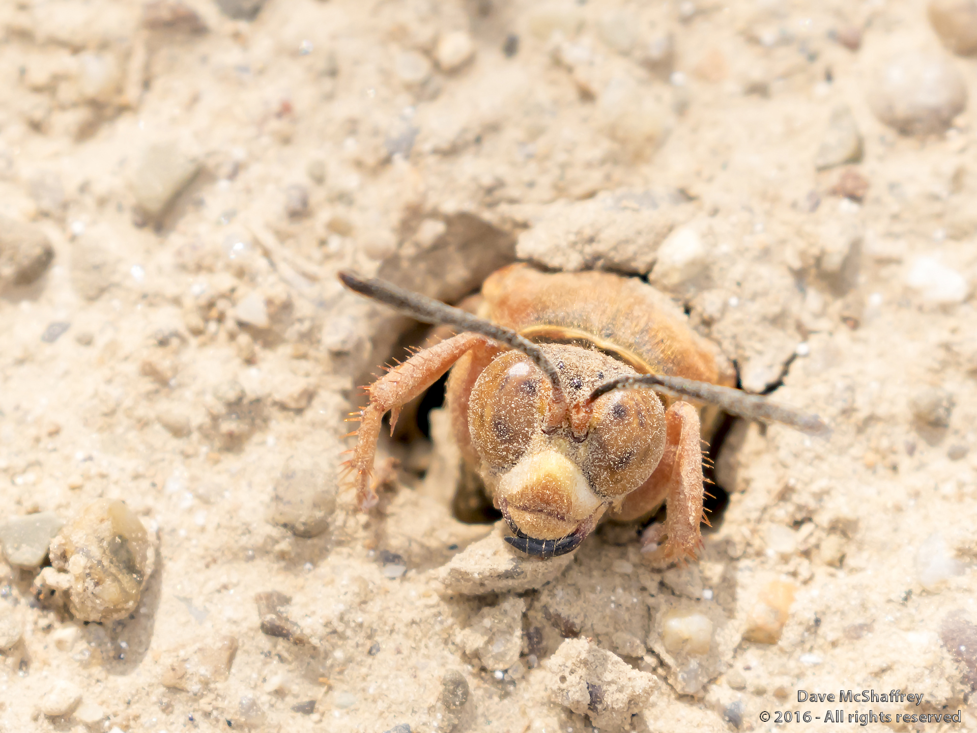 High Quality Cicada killer wasp Blank Meme Template