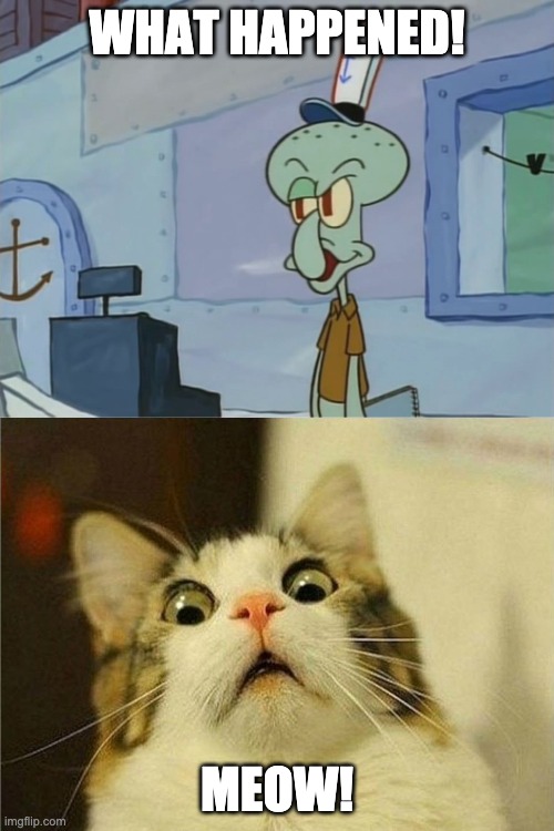 whos the cat | WHAT HAPPENED! MEOW! | image tagged in suprised cat,we serve food here sir | made w/ Imgflip meme maker