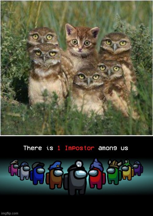 image tagged in there is one impostor among us,owls,kitty | made w/ Imgflip meme maker