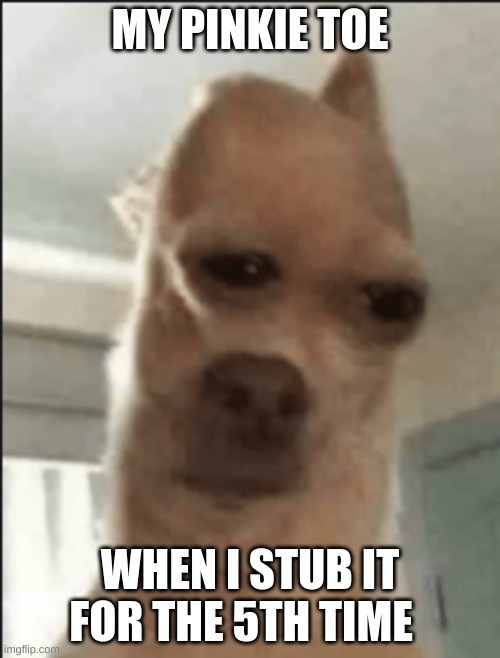 m y f o o t | MY PINKIE TOE; WHEN I STUB IT FOR THE 5TH TIME | image tagged in dog | made w/ Imgflip meme maker
