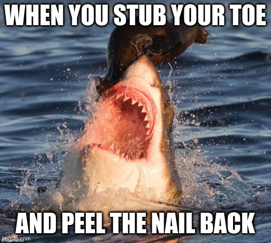 s u c c | WHEN YOU STUB YOUR TOE; AND PEEL THE NAIL BACK | image tagged in memes,travelonshark | made w/ Imgflip meme maker