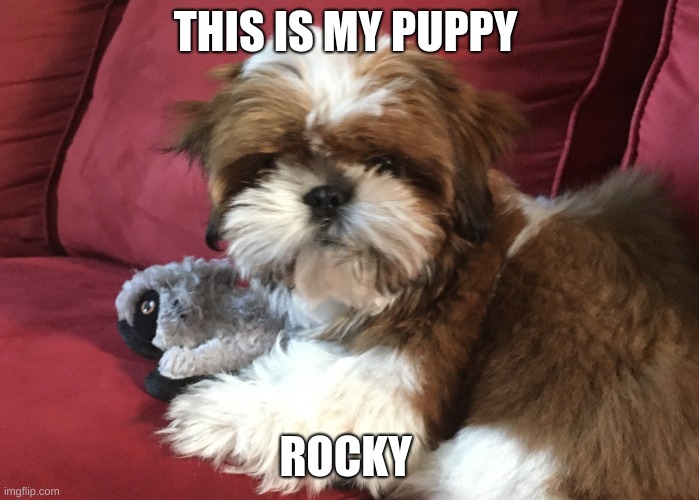 THIS IS MY PUPPY; ROCKY | made w/ Imgflip meme maker