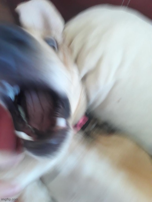 Caption This. | image tagged in caption this,meme base,doggo,funny | made w/ Imgflip meme maker