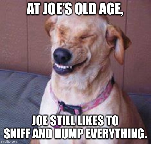 Joe Biden is a creepy old dog | AT JOE’S OLD AGE, JOE STILL LIKES TO SNIFF AND HUMP EVERYTHING. | image tagged in funny dog,memes,joe biden,bad joke,pervert,hump | made w/ Imgflip meme maker