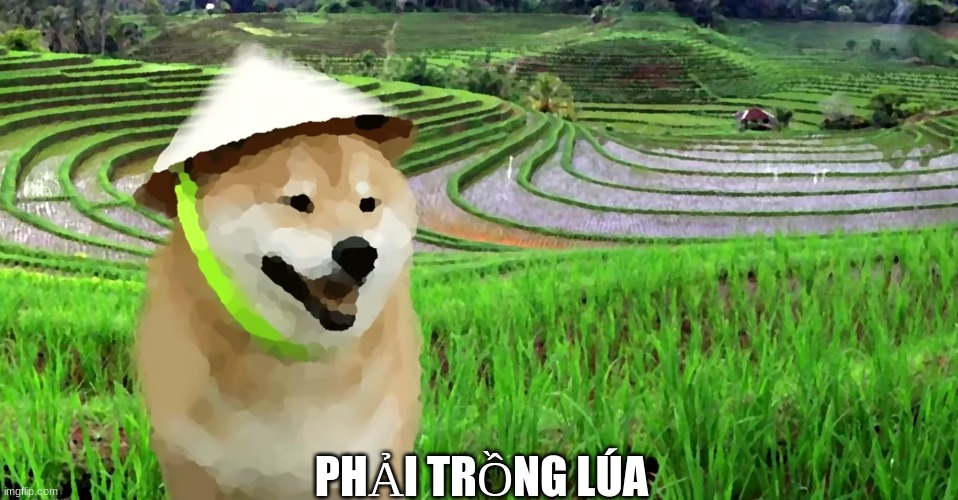 Vietnamese Shibe | PHẢI TRỒNG LÚA | image tagged in cute,shibe | made w/ Imgflip meme maker