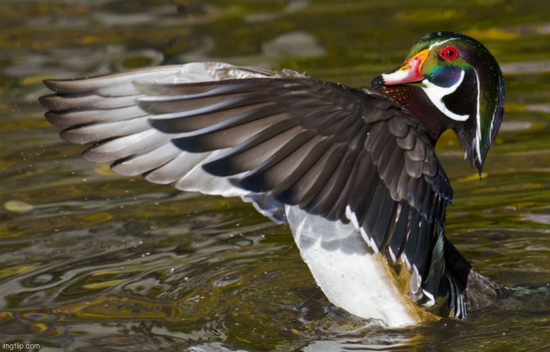 back up duck | image tagged in back up duck | made w/ Imgflip meme maker