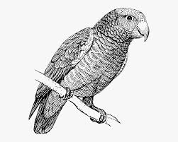 High Quality parrot drawing black and white Blank Meme Template