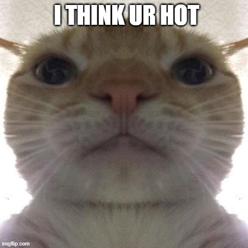 i think ur hot | I THINK UR HOT | image tagged in hot,cat meme,funee | made w/ Imgflip meme maker
