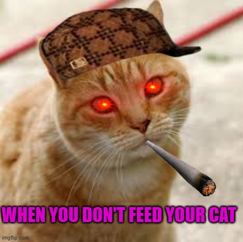 When you don't feed your cat... | WHEN YOU DON'T FEED YOUR CAT | image tagged in cats,feed me,funny | made w/ Imgflip meme maker
