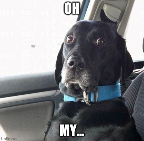 suprised dog | OH MY... | image tagged in suprised dog | made w/ Imgflip meme maker