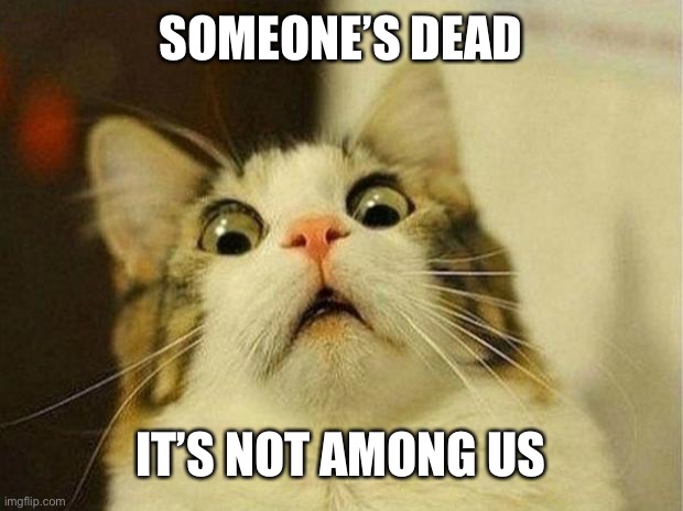 Scared Cat Meme | SOMEONE’S DEAD; IT’S NOT AMONG US | image tagged in memes,scared cat | made w/ Imgflip meme maker