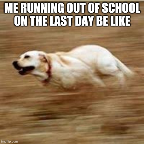 2nd post here | ME RUNNING OUT OF SCHOOL ON THE LAST DAY BE LIKE | image tagged in speedy doggo | made w/ Imgflip meme maker