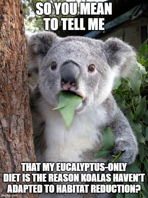 reactions when the WWF polled 100 koalas | SO YOU MEAN TO TELL ME; THAT MY EUCALYPTUS-ONLY DIET IS THE REASON KOALAS HAVEN'T ADAPTED TO HABITAT REDUCTION? | image tagged in memes,surprised koala,habitat,loss,endangered,species | made w/ Imgflip meme maker