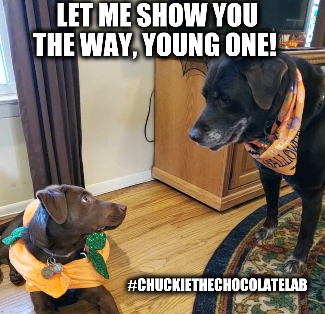 Let me show you the way | LET ME SHOW YOU THE WAY, YOUNG ONE! #CHUCKIETHECHOCOLATELAB | image tagged in dogs,cute animals,halloween,chuckie the chocolate lab,anderson the lab,memes | made w/ Imgflip meme maker