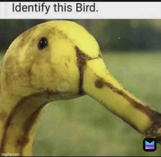 Do it. | image tagged in identity this birb | made w/ Imgflip meme maker
