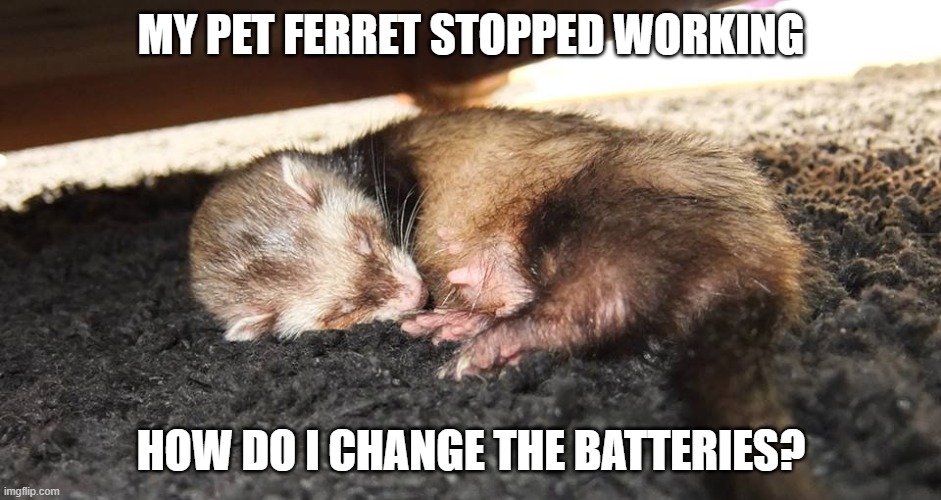 I saw someone walking their pet ferret a few days ago | MY PET FERRET STOPPED WORKING; HOW DO I CHANGE THE BATTERIES? | image tagged in memes,ferret,pet,batteries | made w/ Imgflip meme maker
