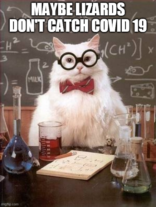 Science Cat Good Day | MAYBE LIZARDS DON'T CATCH COVID 19 | image tagged in science cat good day | made w/ Imgflip meme maker