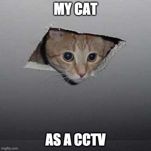 Ceiling Cat | MY CAT; AS A CCTV | image tagged in memes,ceiling cat | made w/ Imgflip meme maker