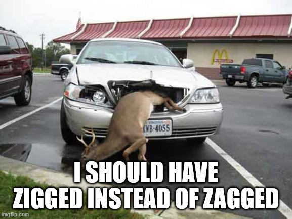 Oh deer | I SHOULD HAVE ZIGGED INSTEAD OF ZAGGED | image tagged in oh deer | made w/ Imgflip meme maker