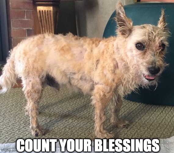 count your blessings | COUNT YOUR BLESSINGS | image tagged in dog | made w/ Imgflip meme maker