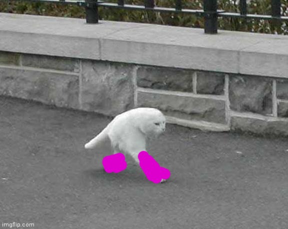 Half cat | image tagged in half cat | made w/ Imgflip meme maker